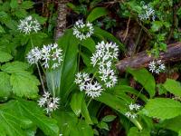 Bärlauch Gruppe nach dem Regen